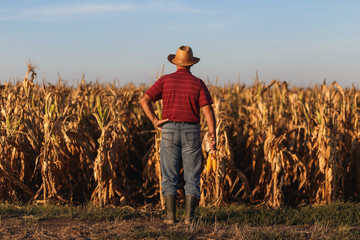 Rear view of senior farmer standing in corn field and examining crop before harvesting.