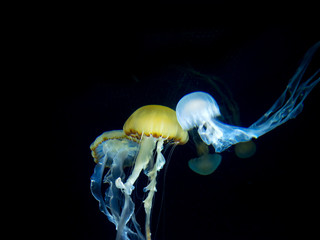 White-spotted jellyfish (Phyllorhiza punctata)