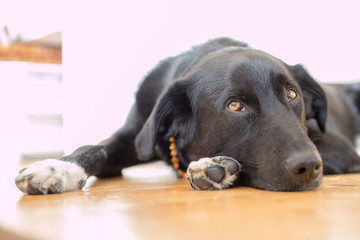 Hund liegt am Boden, schafend 