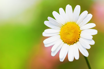 Obraz premium Chamomile among flowers