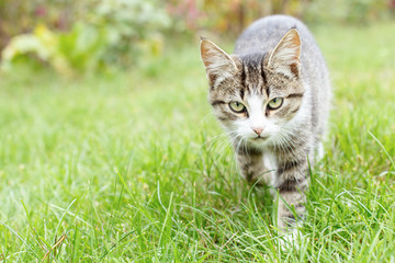 Obraz premium Gray and white tabby young kitten walking on green grass outdoor