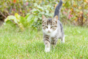 Gray and white tabby young kitten walking on green grass outdoor