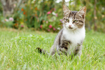 Naklejka na ściany i meble Gray and white tabby cat on green grass