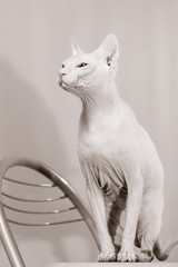 Cat of the Sphynx breed sitting on chair