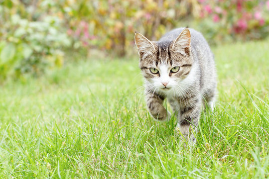 Gray and white tabby young kitten walking on green grass outdoor