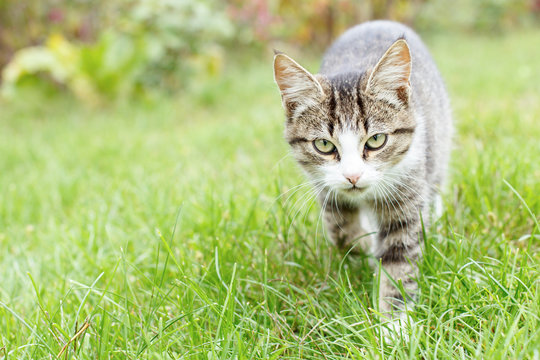 Gray and white tabby young kitten walking on green grass outdoor