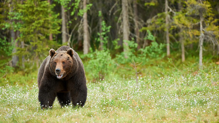 Fototapeta na wymiar Big brown bear looking around