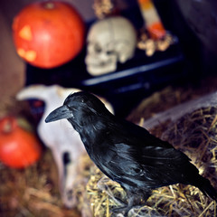 Halloween, crow, straw, animal skull, pumpkin, candles