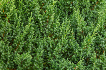 Fototapeta premium Background green from juniper branches