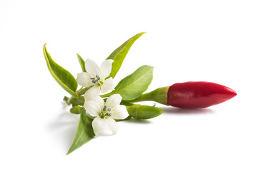 chili peppers whit flowers