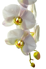  orchidée blanche sur fond blanc 