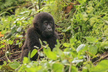 A baby mountain gorilla in the jungle of Rwanda, Africa