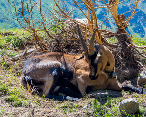 mountain goat sitting near a bush. Alpine mountains goat