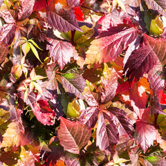 seamless red leaves of creeping maiden grapes at fall, autumn. background, texture.