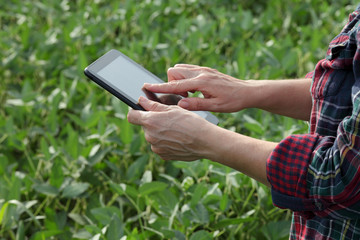 Farmer or agronomist examining green soybean crop and plants in field using tablet