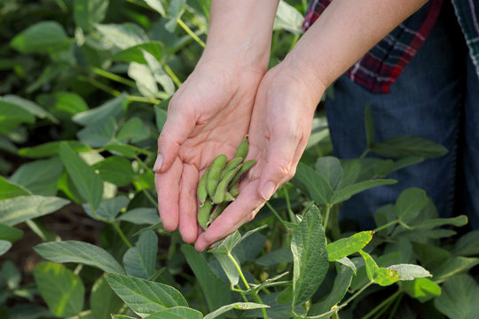 Farmer or agronomist examining green soybean crop and plant in field