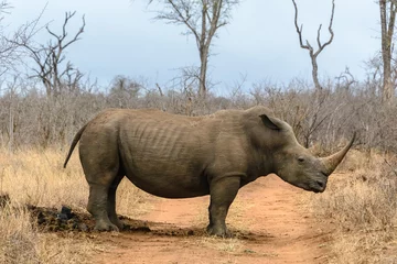 Crédence de cuisine en verre imprimé Rhinocéros Rhinocéros blanc dans le parc national royal de Hlane, Swaziland