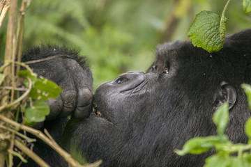 Mountain gorilla in the jungle of Rwanda