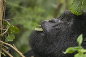 Mountain gorilla in the jungle of Rwanda