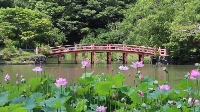 白水阿弥陀堂の古代ハス（福島県・いわき市）動画