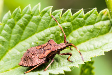 Small brown bug creeps on green leaf