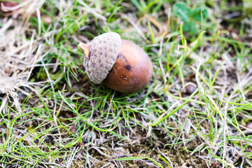 Close-up brown ripe acorn on the ground