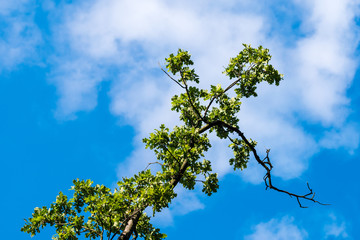 Green branches against blue sky with clouds
