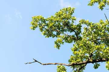 Green branches against blue sky with clouds