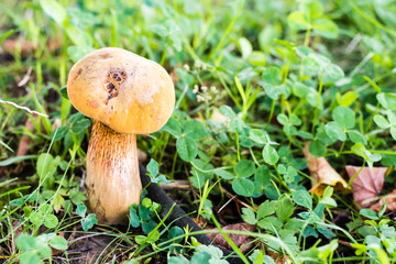Beautiful mushroom in green grass in forest