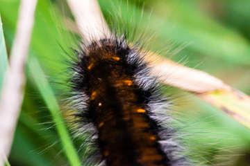 Nice black, hairy caterpillar of butterfly