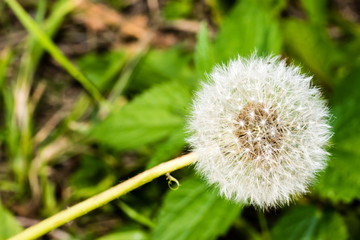 Detail of dandelion's head