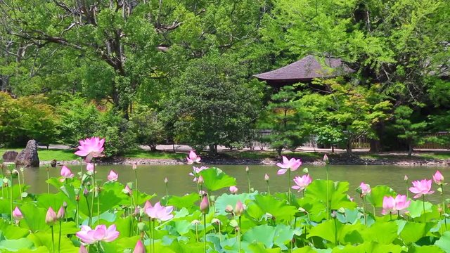 白水阿弥陀堂の古代ハス（福島県・いわき市）動画