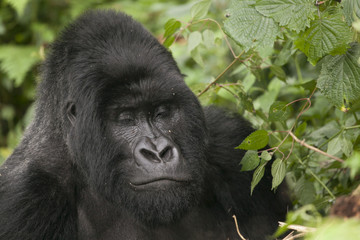 Mountain Gorilla in Volcanoes National Park, Rwanda