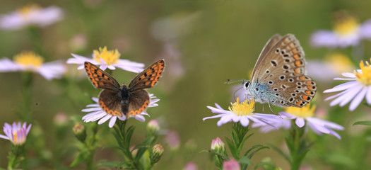 Blue butterfly sits on a flower surrounded by a retinue ..