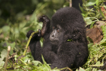 Mountain Gorilla in Volcanoes National Park, Rwanda