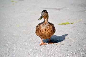 Stockente