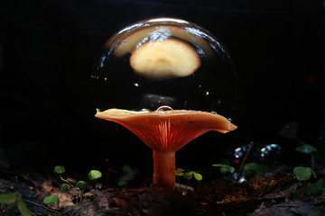 mushrooms forest nature season close