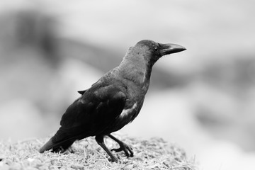 Close-up of a young crow