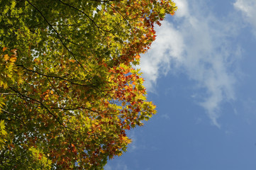 Fototapeta premium 紅葉と青空