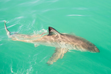Fototapeta premium Great white shark (Carcharodon carcharias), Gansbaai, South Africa