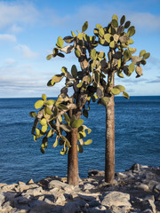 Fototapeta premium Piękne kaktusy - Santa Fe, Wyspy Galapagos, Ekwador