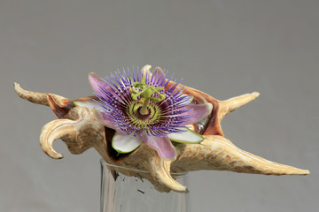 Passionsblume in Meeresschnecken-Gehäuse