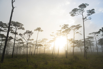 sunset landscape pine tree forest. Phu Soi Dao National Park, Thailand