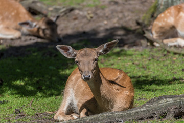 Junges Reh im Wald