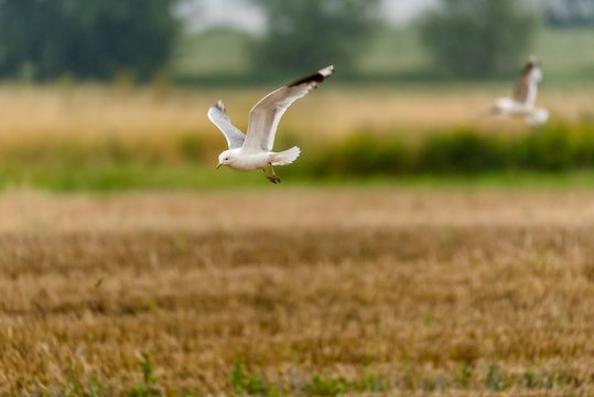 Möwe auf einem Feld