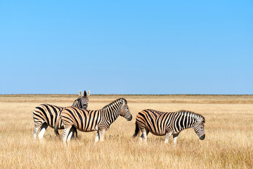 Three zebras in the savannah