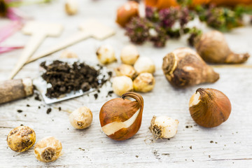 Flower bulbs and garden accessories for planting in the ground.