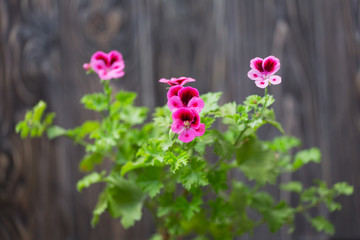 Blossoming geranium on a wooden background Shabby Chic