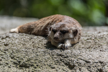Erdmännchen an Ihrem Bau