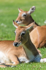 Gruppe Rehe